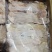红嘴雁食管5吨
