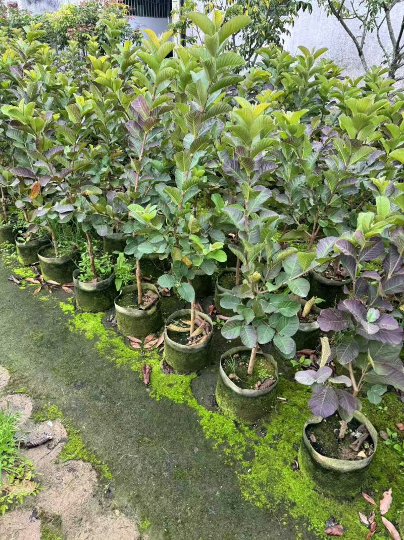番石榴芭乐1-2-3公分出售自家基地货源