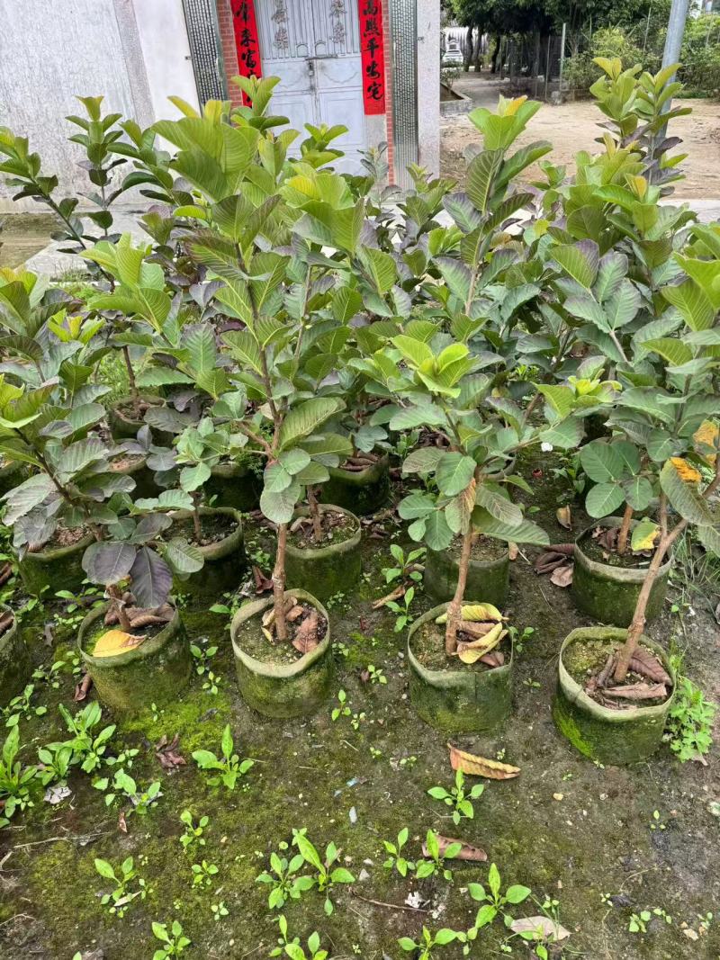番石榴芭乐1-2-3公分出售自家基地货源