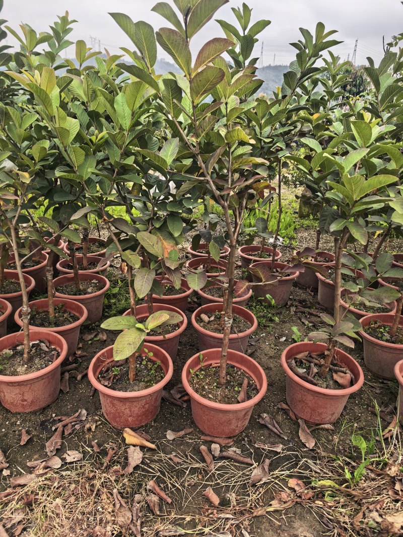 番石榴芭乐1-2-3公分出售自家基地货源