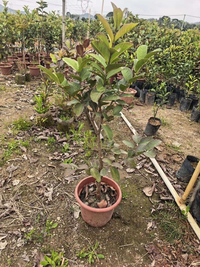 番石榴芭乐1-2-3公分出售自家基地货源