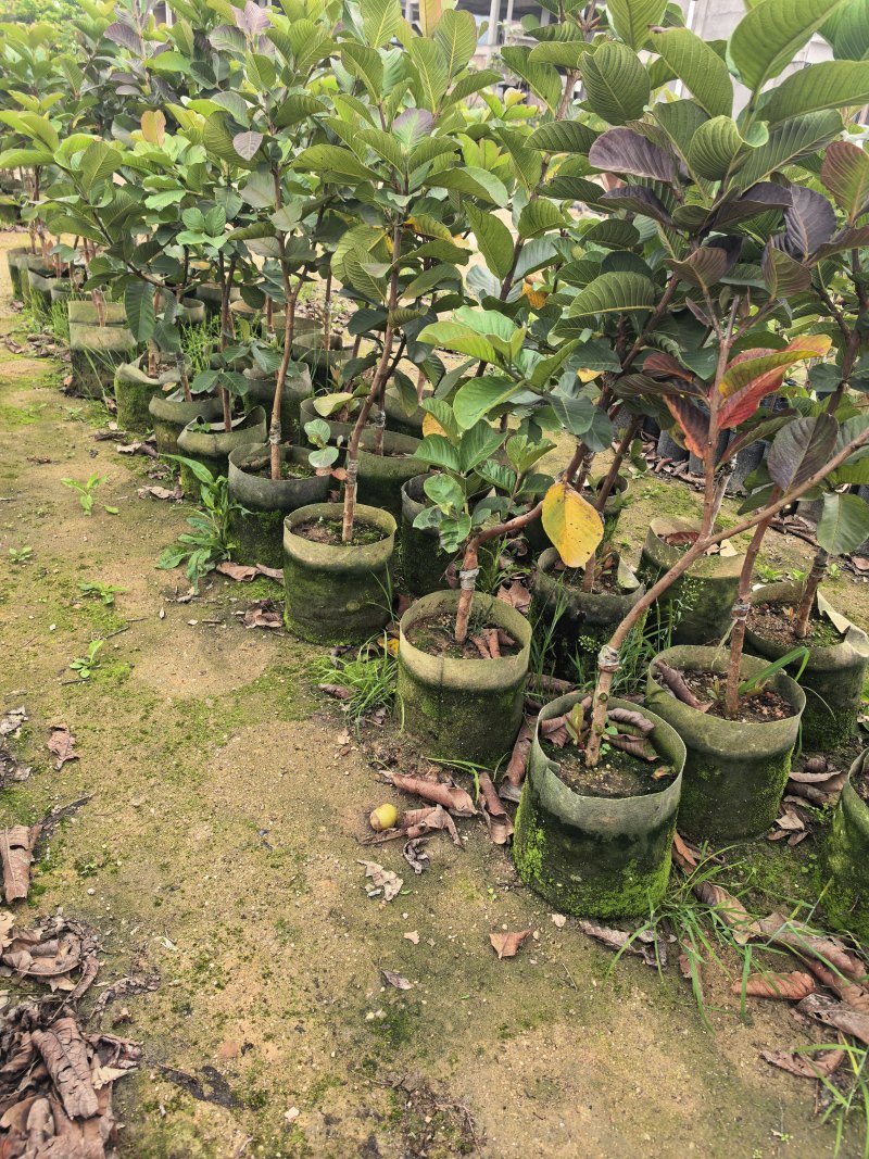 番石榴芭乐1-2-3公分出售自家基地货源