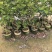 番石榴芭乐1-2-3公分出售自家基地货源