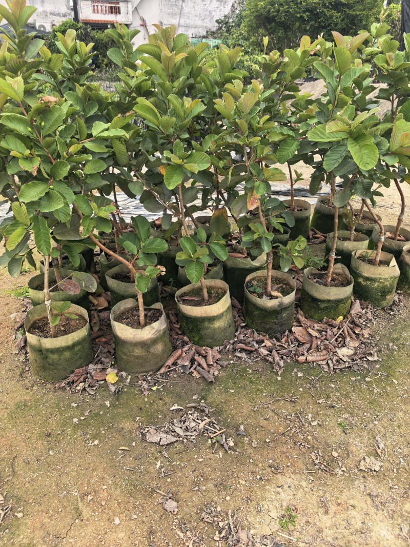 番石榴芭乐1-2-3公分出售自家基地货源