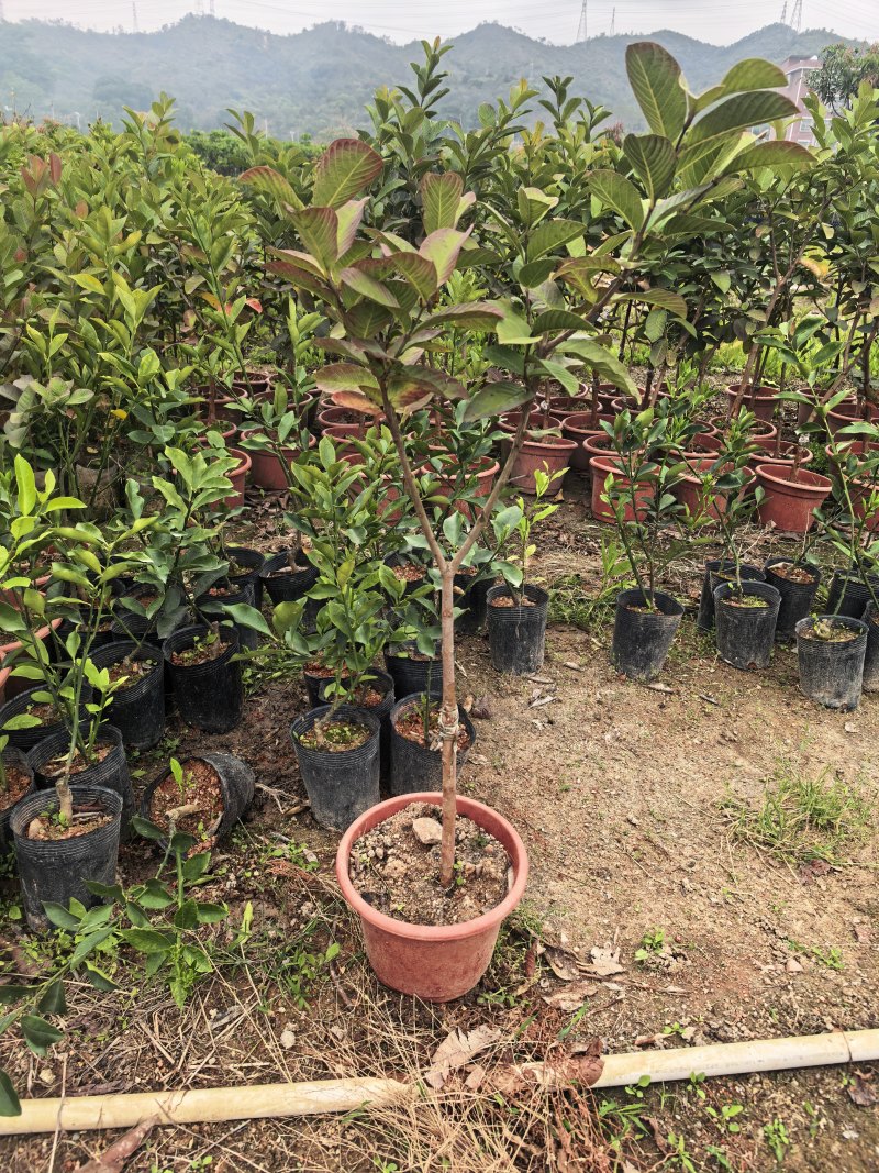 番石榴芭乐1-2-3公分出售自家基地货源