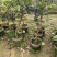 番石榴芭乐1-2-3公分出售自家基地货源
