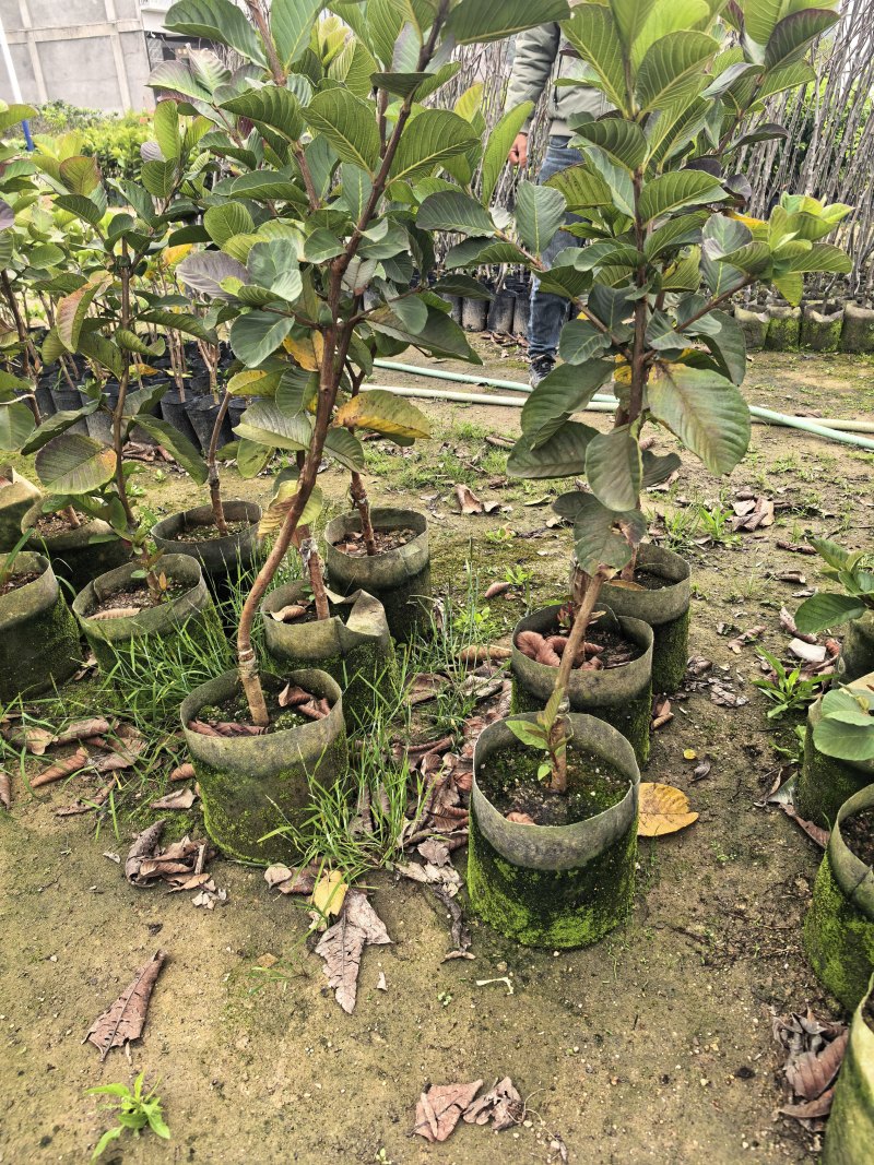 番石榴芭乐1-2-3公分出售自家基地货源