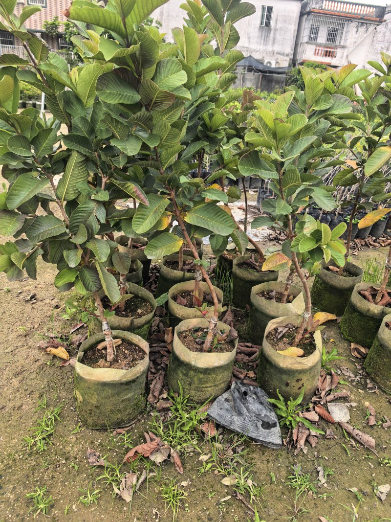 番石榴芭乐1-2-3公分出售自家基地货源