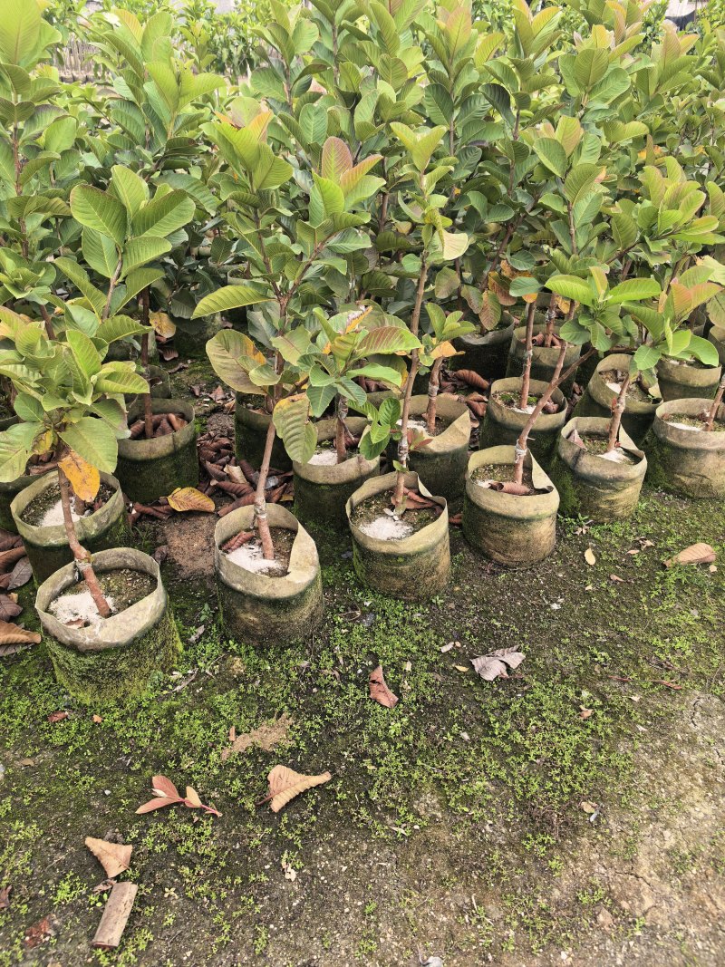 番石榴芭乐1-2-3公分出售自家基地货源