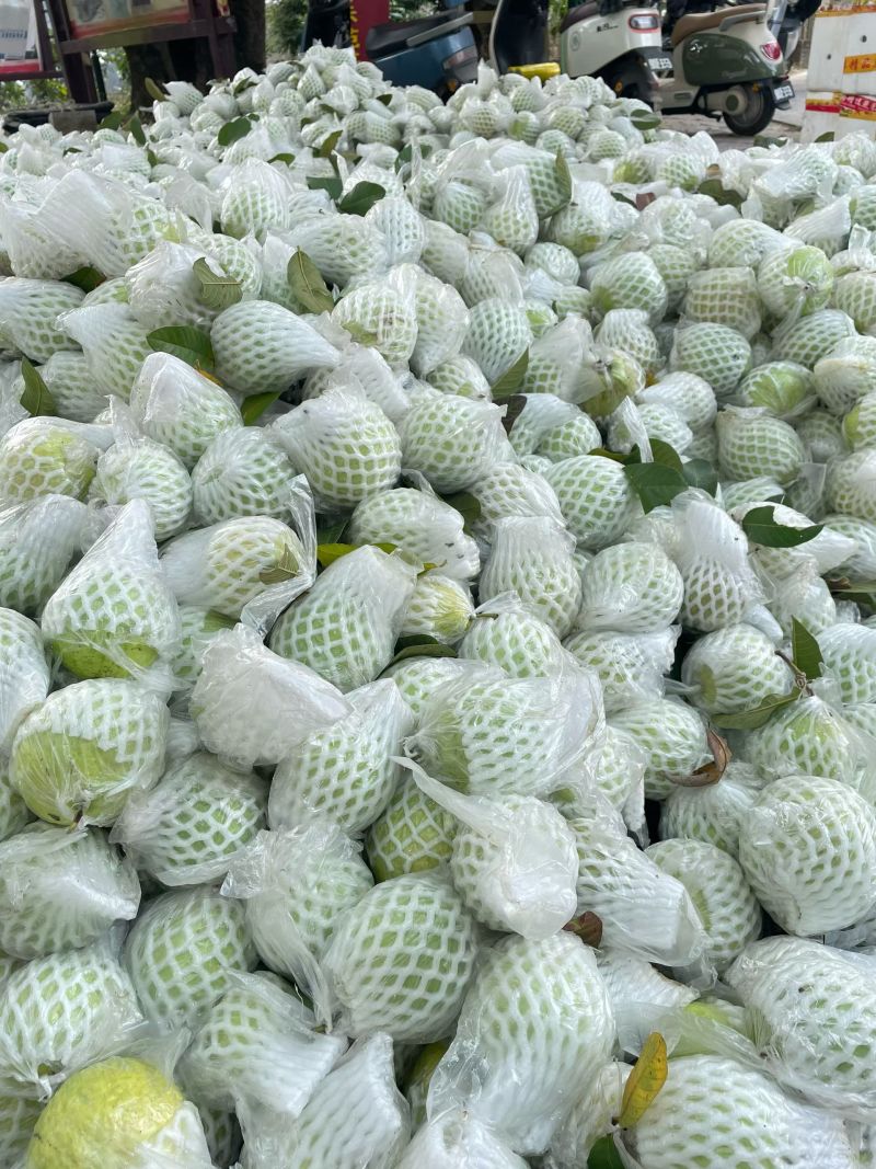 珍珠白心芭乐番石榴产地直销一手货源，质量嘎嘎好