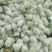 珍珠白心芭乐番石榴产地直销一手货源，质量嘎嘎好
