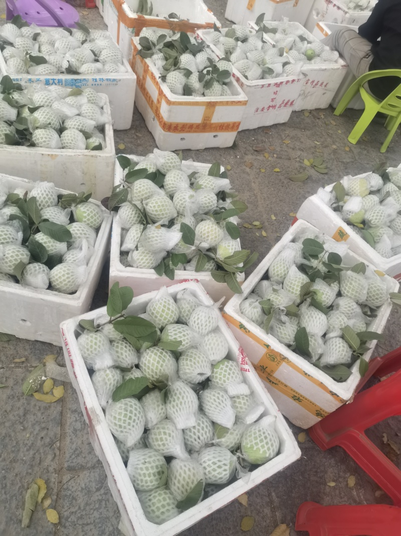 珍珠白心芭乐番石榴产地直销一手货源，质量嘎嘎好