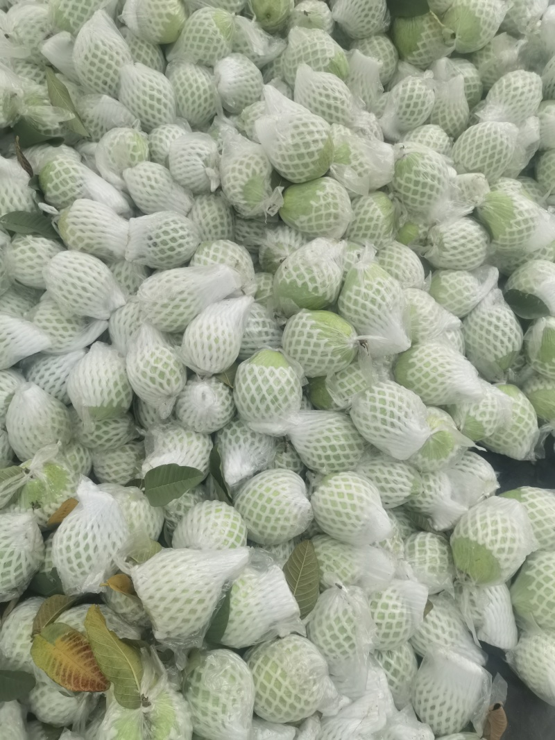 珍珠白心芭乐番石榴产地直销，一手货源价格美丽