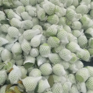 珍珠白心芭乐番石榴产地直销，一手货源价格美丽