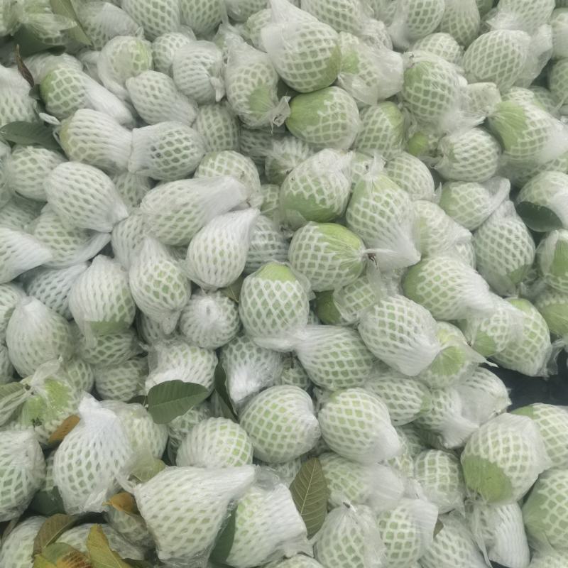 珍珠白心芭乐番石榴产地直销，一手货源价格美丽