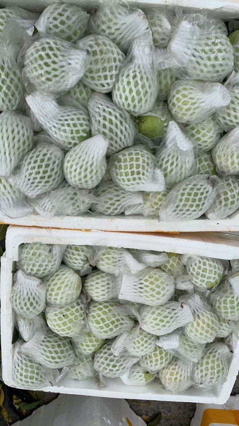 珍珠白心芭乐番石榴产地直销，一手货源价格美丽
