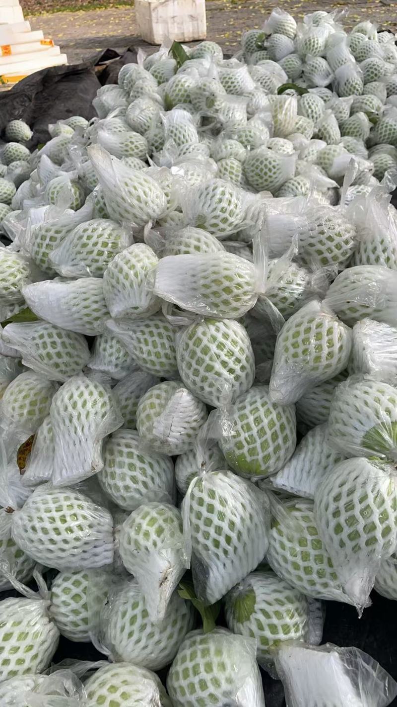 珍珠白心芭乐番石榴产地直销，一手货源价格美丽
