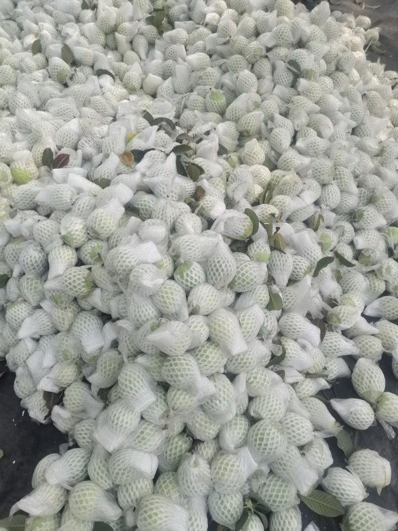 珍珠白心芭乐番石榴产地直销，一手货源价格美丽