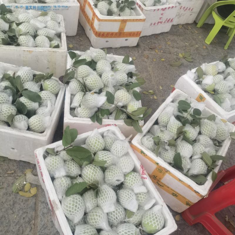 珍珠白心芭乐番石榴产地直发一手货源