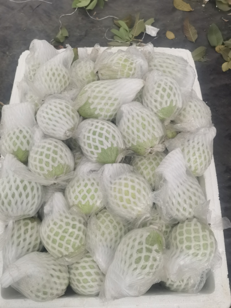 珍珠白心芭乐番石榴产地直发一手货源