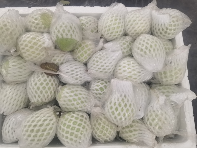 珍珠白心芭乐番石榴产地直发一手货源