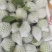 珍珠白心芭乐番石榴产地直发一手货源