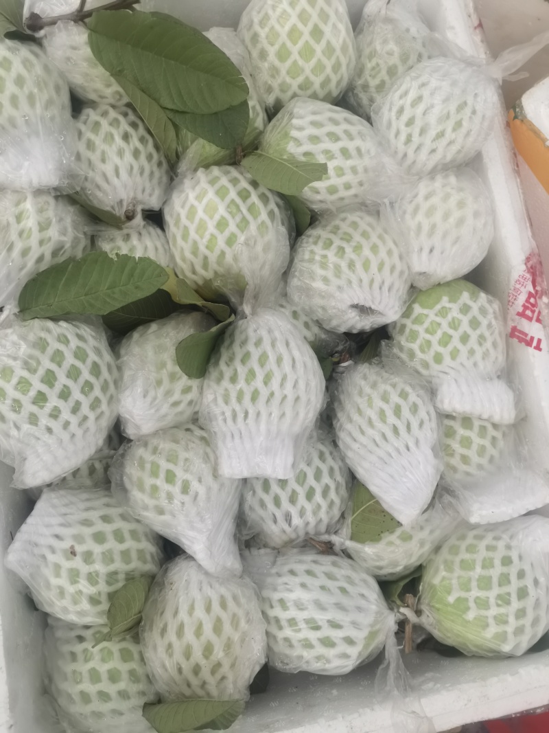 珍珠白心芭乐番石榴产地直发一手货源