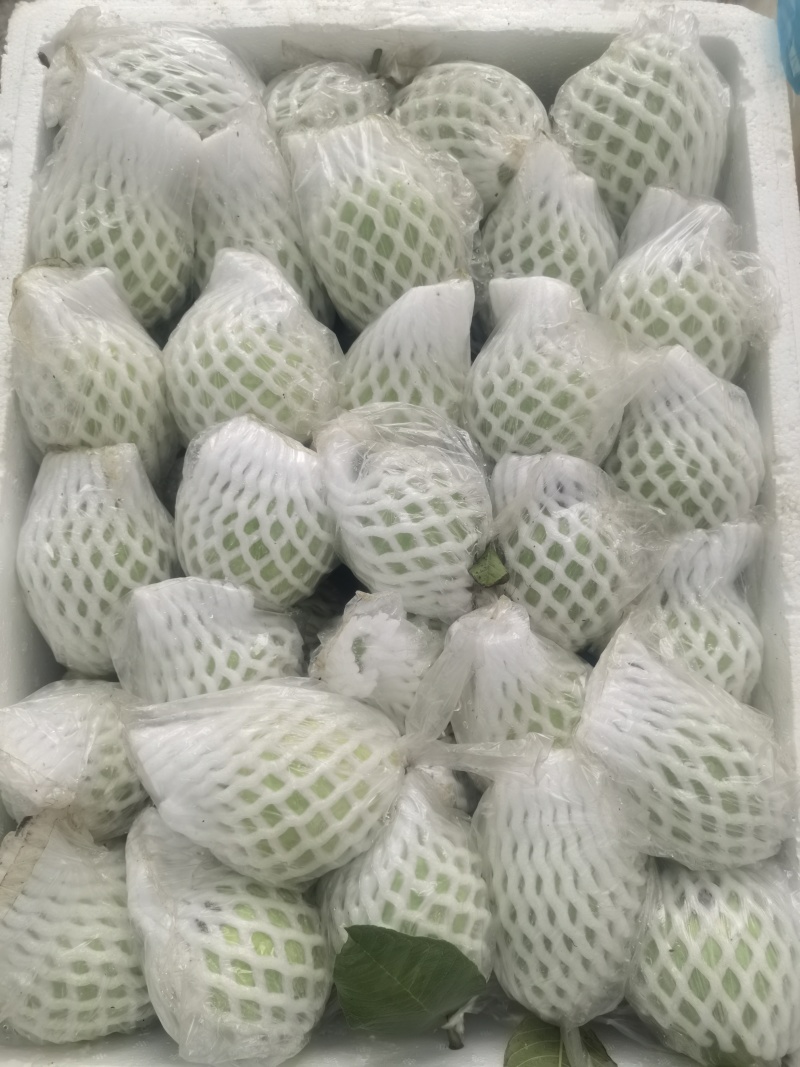 珍珠白心芭乐番石榴产地直发一手货源