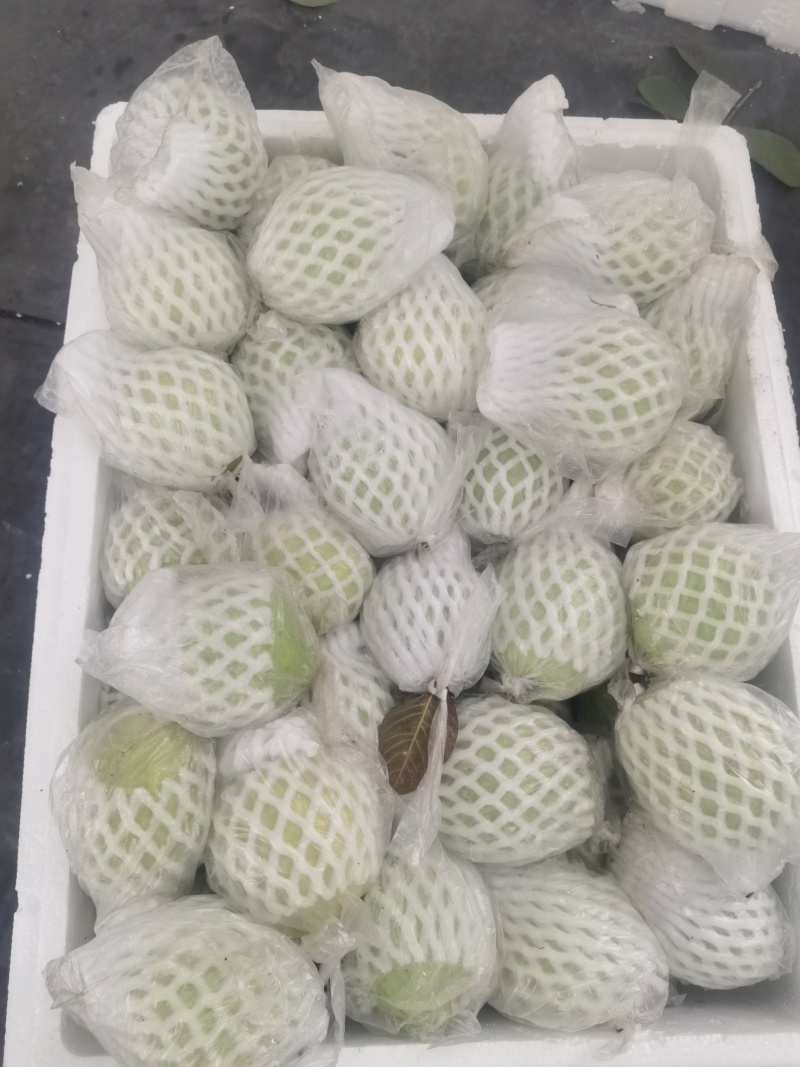 珍珠白心芭乐番石榴产地直发一手货源