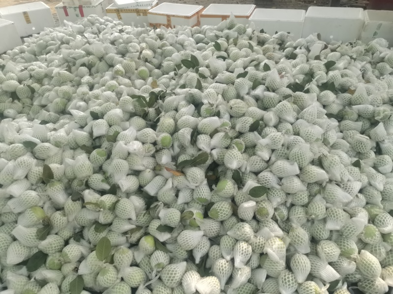 珍珠白心芭乐番石榴产地直发一手货源