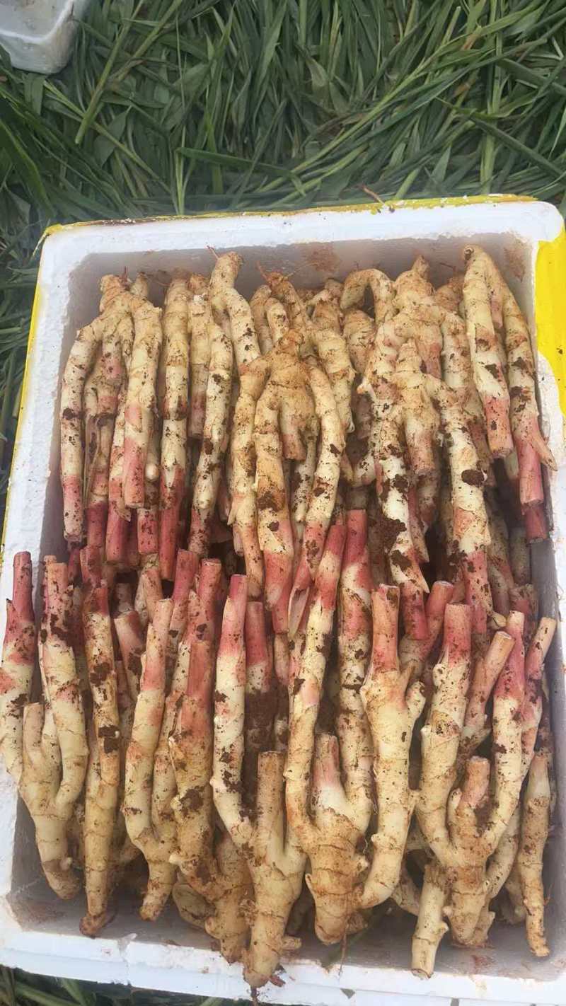 精品市场货红芽子姜泥巴姜红头好版型好嫩气