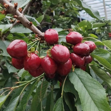 美早