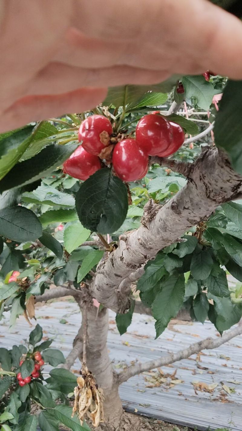 美早