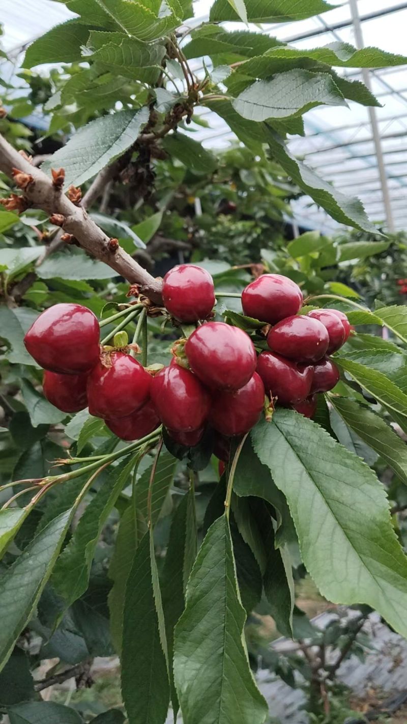 美早