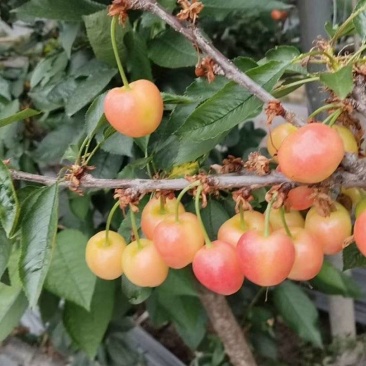 黄蜜