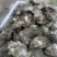 湛江北潭生蚝统货（2两以上产地直销一手图加我