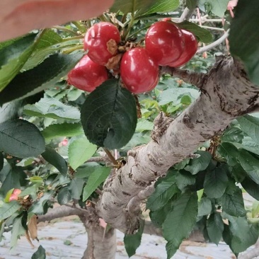 美早