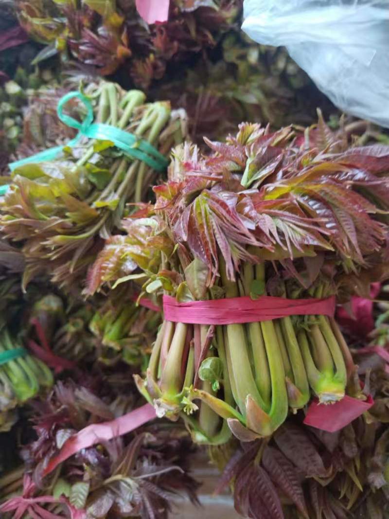 香椿芽产地批发订购了