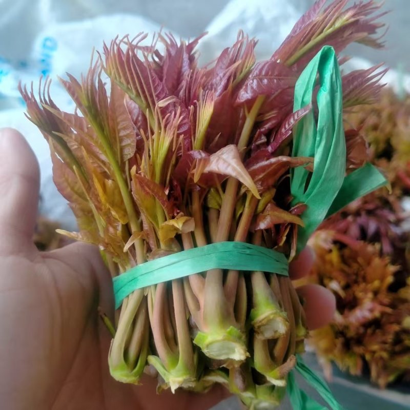 香椿芽产地批发订购了