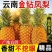 云南金钻凤梨，承接电商一件代发，售后极低，产地直发
