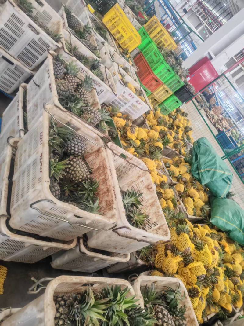云南金钻凤梨，承接电商一件代发，售后极低，产地直发