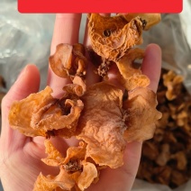羊肚耳