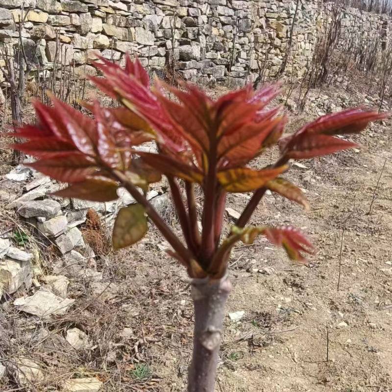 香椿芽产地批发订购了