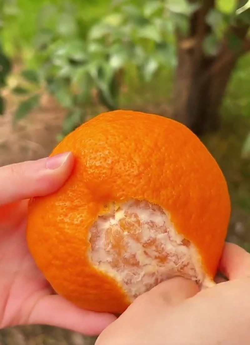 春见耙耙柑