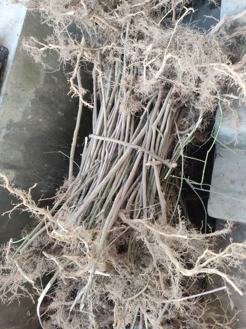 鬼箭羽种苗