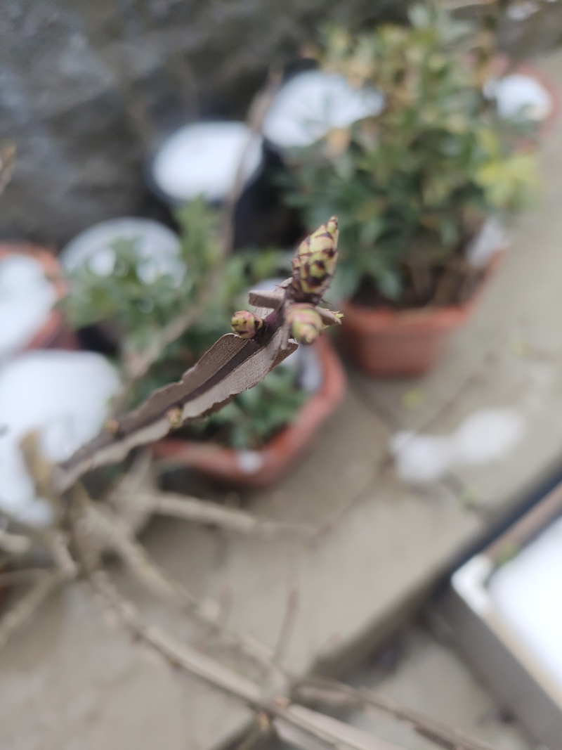 鬼箭羽种苗
