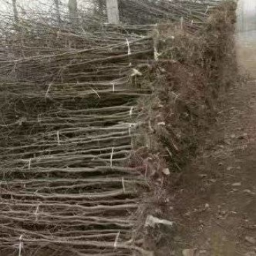枣树北方枣树耐寒好活需要的联系
