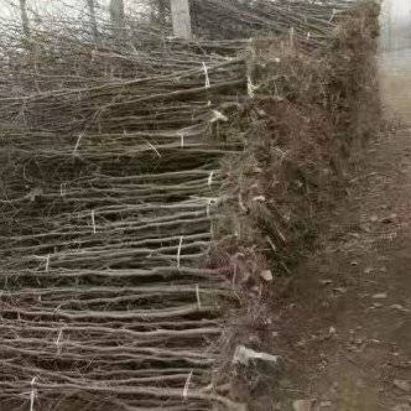 枣树北方枣树耐寒好活需要的联系
