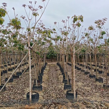 紫花风铃木