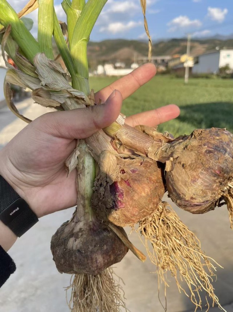 云南紫皮鲜蒜，量大产地直发。